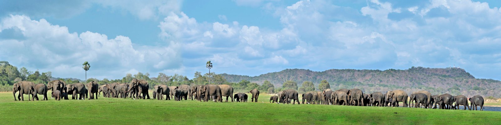 Minneriya National Park