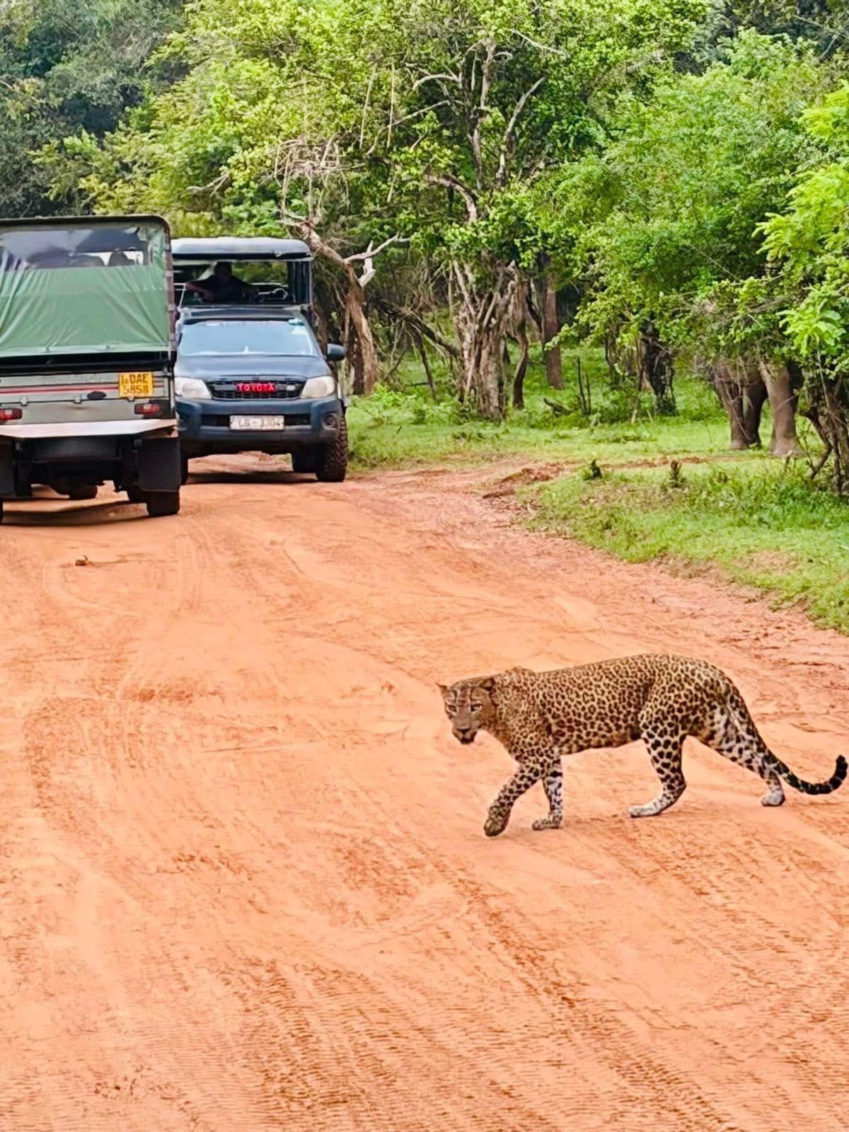 Wildlife
