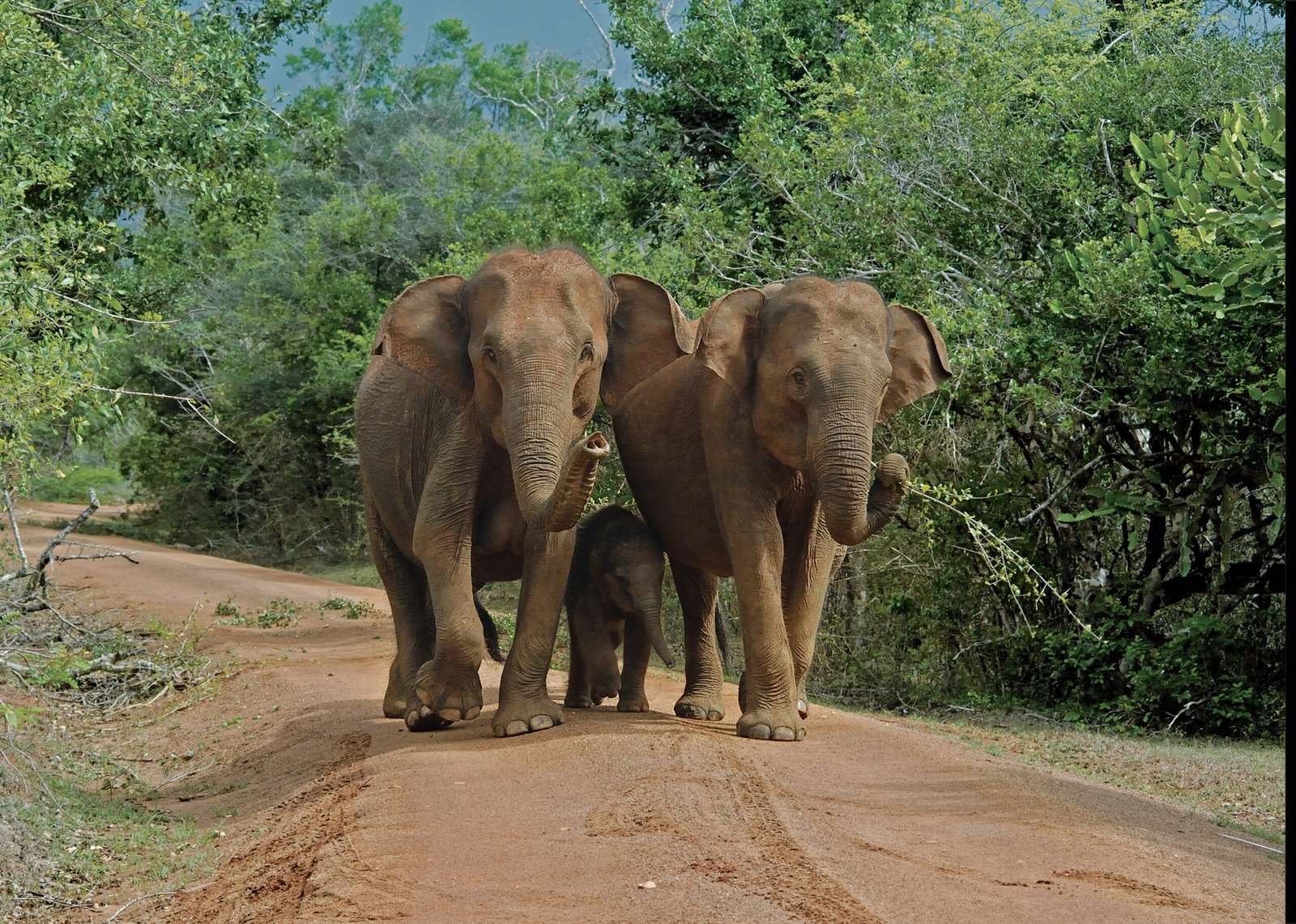 Yala National Park
